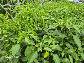 뚝방님의 고추 · 병해충상담 작성글 사진