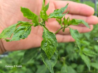 뚝방님의 고추 · 병해충상담 작성글 사진