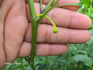뚝방님의 고추 · 병해충상담 작성글 사진