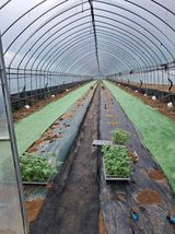 팜모닝 기타작물·영농일지 게시글 이미지