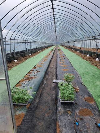 규수김님의 기타작물 · 영농일지 작성글 사진