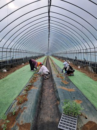 규수김님의 기타작물 · 영농일지 작성글 사진