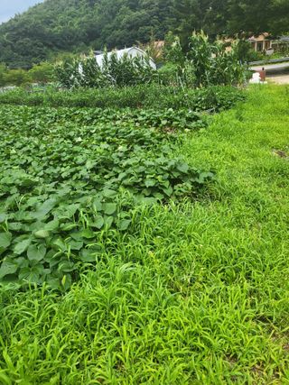 춘천연산골춘천닭갈비님의 자유주제 · 자유게시판 작성글 사진