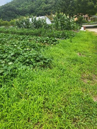 춘천연산골춘천닭갈비님의 자유주제 · 자유게시판 작성글 사진