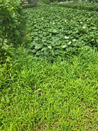 춘천연산골춘천닭갈비님의 자유주제 · 자유게시판 작성글 사진