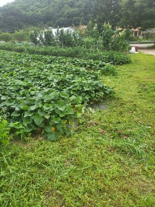 춘천연산골춘천닭갈비님의 자유주제 · 자유게시판 작성글 사진