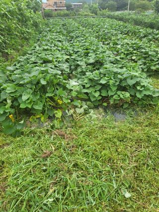 춘천연산골춘천닭갈비님의 자유주제 · 자유게시판 작성글 사진