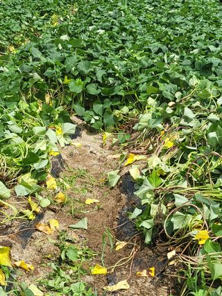 춘천연산골춘천닭갈비님의 자유주제 · 자유게시판 작성글 사진