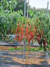 팜모닝 고추·병해충상담 게시글 이미지