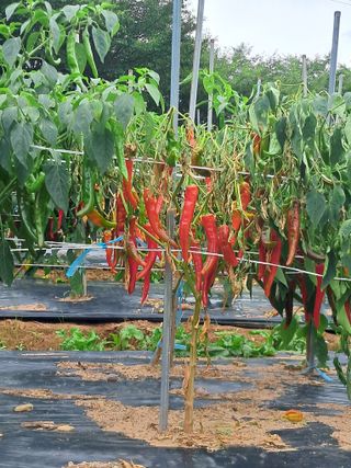 김덕영님의 고추 · 병해충상담 작성글 사진