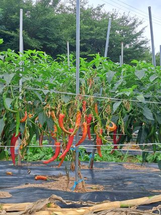 김덕영님의 고추 · 병해충상담 작성글 사진