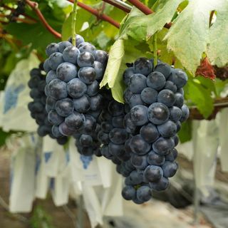 흥부골포도님의 포도 · 영농일지 작성글 사진