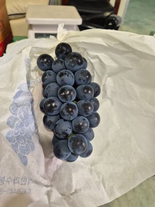 흥부골포도님의 포도 · 영농일지 작성글 사진