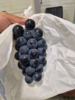 흥부골포도님의 포도 · 영농일지 작성글 사진