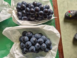 흥부골포도님의 포도 · 영농일지 작성글 사진