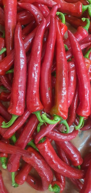 정지덕님의 고추 · 영농일지 작성글 사진