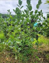 팜모닝 기타작물·영농일지 게시글 이미지