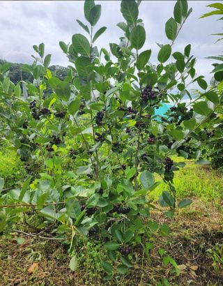 참가죽님의 기타작물 · 영농일지 작성글 사진