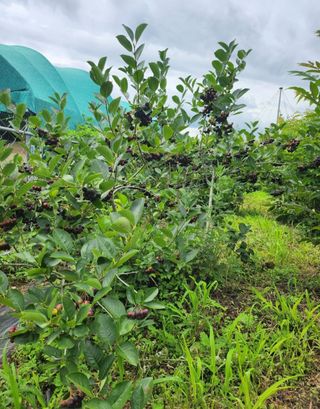 참가죽님의 기타작물 · 영농일지 작성글 사진