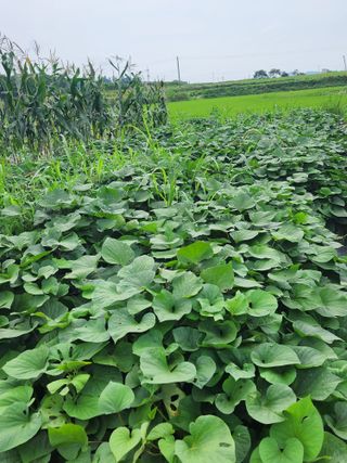 이영욱 님의 고구마 · 영농일지 작성글 사진