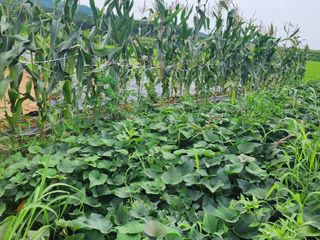 이영욱 님의 고구마 · 영농일지 작성글 사진