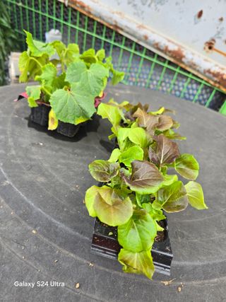 권오군님의 감자 · 영농일지 작성글 사진