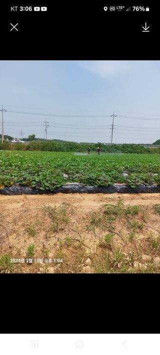 농촌이백억농원^^님의 고구마 · 영농일지 작성글 사진