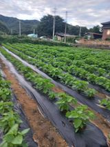 팜모닝 들깨·영농일지 게시글 이미지