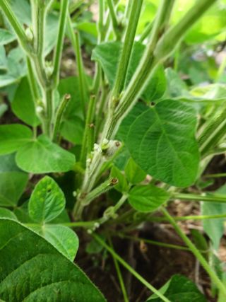 세경농장님의 콩 · 영농일지 작성글 사진