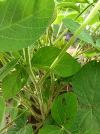 세경농장님의 콩 · 영농일지 작성글 사진