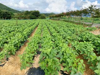 세경농장님의 콩 · 영농일지 작성글 사진