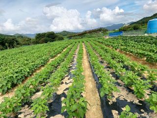 세경농장님의 콩 · 영농일지 작성글 사진