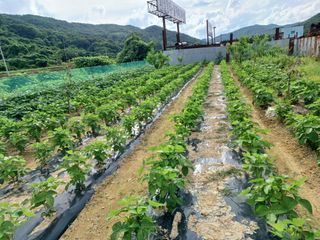 세경농장님의 콩 · 영농일지 작성글 사진