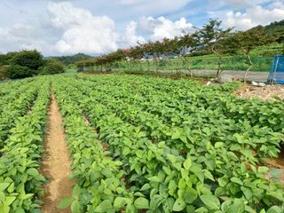 세경농장님의 콩 · 영농일지 작성글 사진