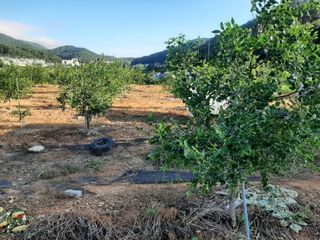 녹아님의 기타작물 · 영농일지 작성글 사진