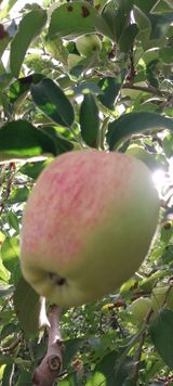 팜모닝 사과·영농일지 게시글 이미지