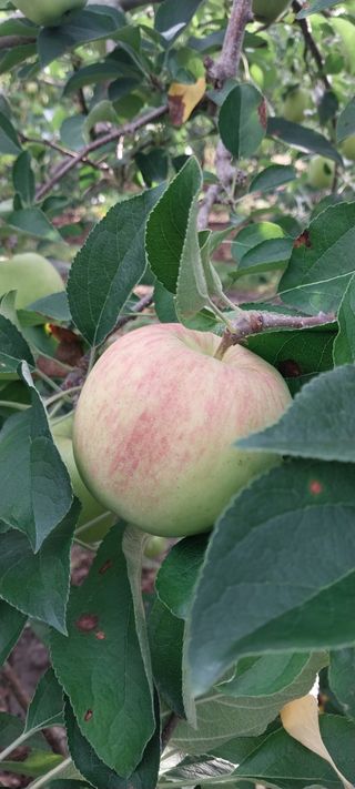 문장식님의 사과 · 영농일지 작성글 사진