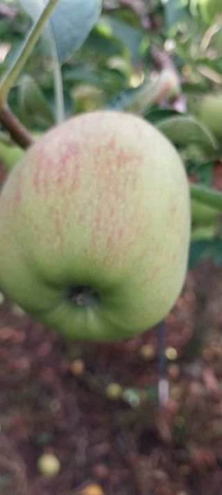 문장식님의 사과 · 영농일지 작성글 사진