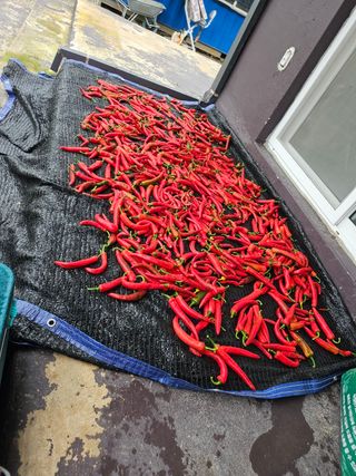 유진식님의 고추 · 영농일지 작성글 사진