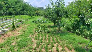초보농부님의 고구마 · 영농일지 작성글 사진