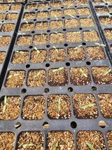 팜모닝 토마토·영농일지 게시글 이미지