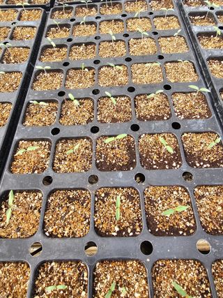 김민식 님의 토마토 · 영농일지 작성글 사진