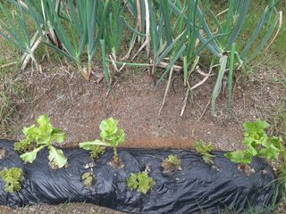 이응천님의 상추 · 영농일지 작성글 사진