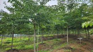 정진우님의 기타작물 · 영농일지 작성글 사진