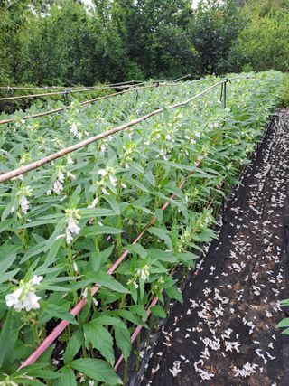 김영민님의 참깨 · 영농일지 작성글 사진