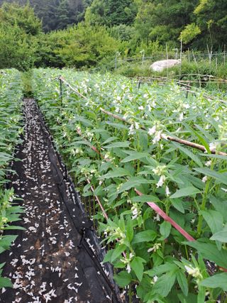 김영민님의 참깨 · 영농일지 작성글 사진