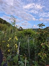 팜모닝 토마토·영농일지 게시글 이미지