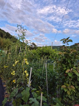 행복하게~님의 토마토 · 영농일지 작성글 사진