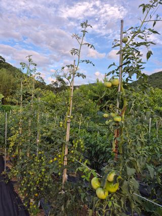 행복하게~님의 토마토 · 영농일지 작성글 사진