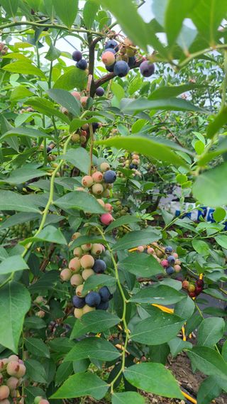 김동만님의 블루베리 · 영농일지 작성글 사진